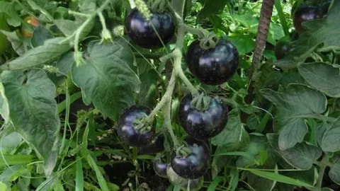 نشا گوجه فرنگی سیاه با رشد قوی و کیفیت بالا